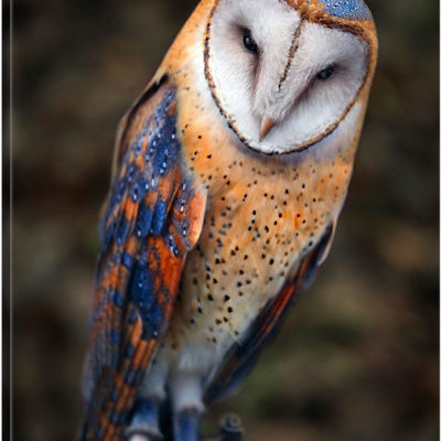 Cute Owl - Canvas Print