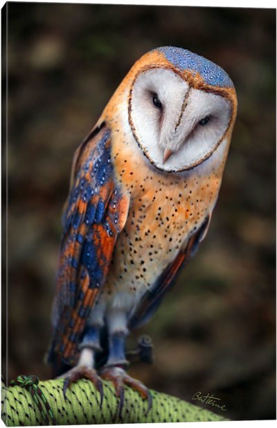 Cute Owl - Canvas Print