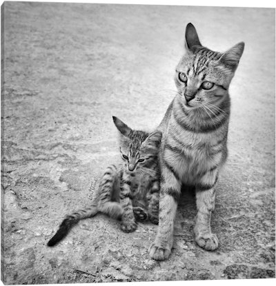 Never Leave Me Alone - Canvas Print