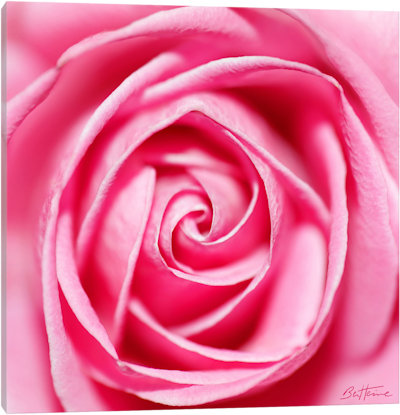 Petal By Petal - Canvas Print