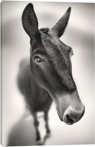 Talking To Me - Canvas Print