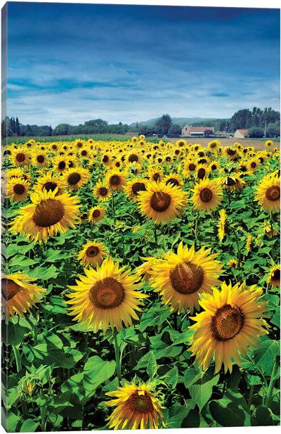 Turn Your Face To The Sun - Canvas Print
