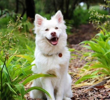 Advantages Of Hemp For Dogs