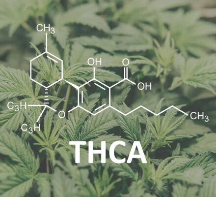 5 Must-Knows Before Athletes Add THCA Flower to Training Routine