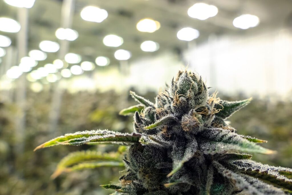 Weed Strains