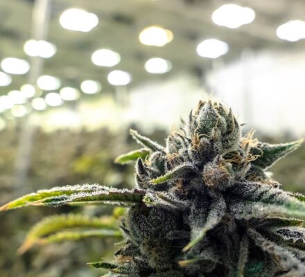 Weed Strains