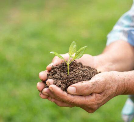 Amino Acids, Fulvic Acid, and Humic Acid: Essential Components for Soil and Plant Health